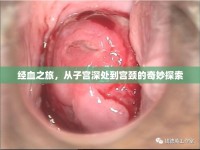 經(jīng)血之旅，從子宮深處到宮頸的奇妙探索