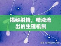 揭秘射精，精液流出的生理機(jī)制