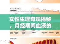 女性生理奇觀揭秘，月經(jīng)期間血液的流向與奧秘