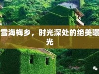 雪海梅鄉(xiāng)，時(shí)光深處的絕美曝光