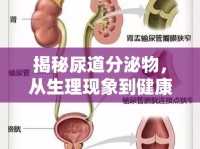揭秘尿道分泌物，從生理現(xiàn)象到健康警報的全面解析