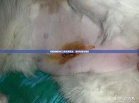 母貓絕育后傷口組織液流出，如何處理與預(yù)防