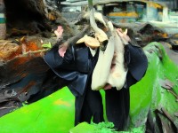 毛片區(qū)，網(wǎng)絡(luò)討論中的文化現(xiàn)象與反思