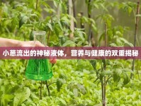 小蔥流出的神秘液體，營養(yǎng)與健康的雙重揭秘