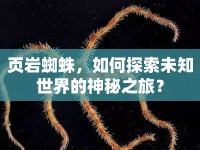 頁巖蜘蛛，如何探索未知世界的神秘之旅？