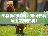 小豬賽跑攻略，如何在賽道上贏得勝利？