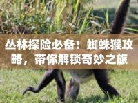叢林探險必備！蜘蛛猴攻略，帶你解鎖奇妙之旅