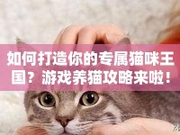 如何打造你的專屬貓咪王國？游戲養(yǎng)貓攻略來啦！