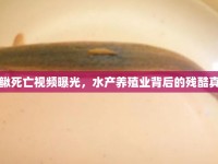 泥鰍死亡視頻曝光，水產(chǎn)養(yǎng)殖業(yè)背后的殘酷真相