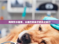 狗狗飲水趣事，從嘴巴到鼻子的水之旅行