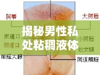 揭秘男性私處粘稠液體的真相，生理現(xiàn)象與健康指南
