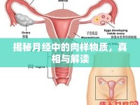 揭秘月經(jīng)中的肉樣物質(zhì)，真相與解讀