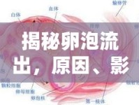 揭秘卵泡流出，原因、影響及應(yīng)對(duì)策略