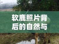 軟鹿照片背后的自然與保護(hù)，一場(chǎng)深度探討