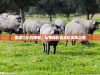 黑豬口水的秘密，從奇觀到餐桌的美味之旅