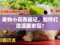 寵物小花養(yǎng)成記，如何打造溫馨家園？