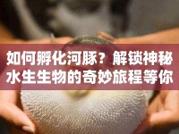 如何孵化河豚？解鎖神秘水生生物的奇妙旅程等你來探索！