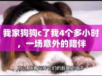 我家狗狗c了我4個(gè)多小時(shí)，一場意外的陪伴