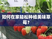 如何在家輕松種植美味草莓？