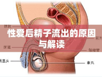 性愛(ài)后精子流出的原因與解讀
