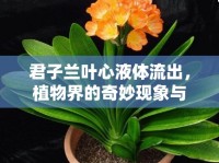 君子蘭葉心液體流出，植物界的奇妙現(xiàn)象與養(yǎng)護指南
