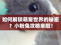 如何解鎖萌寵世界的秘密？小粉兔攻略來(lái)啦！