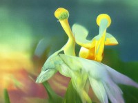 神武2手游極品老虎，為何成為霸氣側(cè)漏的王者之獸？