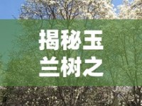 揭秘玉蘭樹之謎，樹干流出黑色液體的背后真相