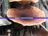 菌蓋融流孢子，探索自然奇觀中的生命隱秘篇章
