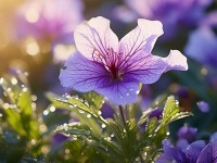 五月丁香花開，為何如此令人心醉神迷？