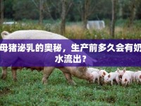 母豬泌乳的奧秘，生產(chǎn)前多久會有奶水流出？