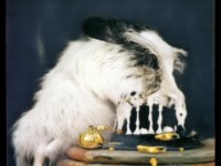 天帝寶庫(kù)隱藏了哪些連老玩家都不知道的終極仙緣？