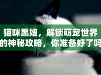 貓咪黑妞，解鎖萌寵世界的神秘攻略，你準備好了嗎？