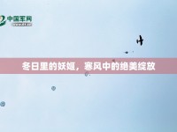 冬日里的妖姬，寒風(fēng)中的絕美綻放
