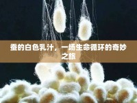 蠶的白色乳汁，一場(chǎng)生命循環(huán)的奇妙之旅