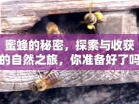 蜜蜂的秘密，探索與收獲的自然之旅，你準備好了嗎？
