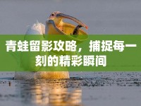 青蛙留影攻略，捕捉每一刻的精彩瞬間