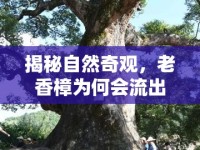 揭秘自然奇觀，老香樟為何會流出神秘油脂？