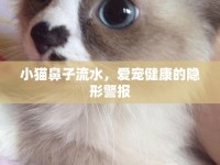 小貓鼻子流水，愛寵健康的隱形警報(bào)