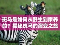 斑馬是如何從野生到家養(yǎng)的？揭秘斑馬的演變之旅！