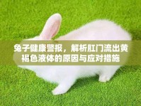 兔子健康警報(bào)，解析肛門(mén)流出黃褐色液體的原因與應(yīng)對(duì)措施