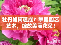 牡丹如何速成？掌握?qǐng)@藝藝術(shù)，綻放美麗花朵！