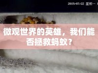 微觀(guān)世界的英雄，我們能否拯救螞蟻？