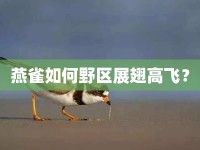 燕雀如何野區(qū)展翅高飛？