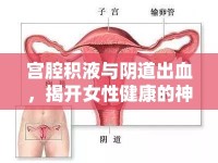 宮腔積液與陰道出血，揭開(kāi)女性健康的神秘面紗