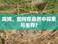 斑鳩，如何在自然中探索與生存？
