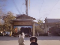 誅仙手游合歡派必備寵物？選它戰(zhàn)斗力飆升！