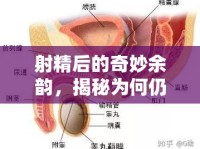 射精后的奇妙余韻，揭秘為何仍有精子流出