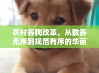 農(nóng)村養(yǎng)狗改革，從散養(yǎng)無(wú)序到規(guī)范有序的華麗轉(zhuǎn)身