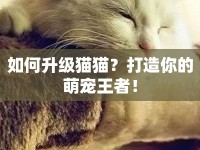 如何升級貓貓？打造你的萌寵王者！